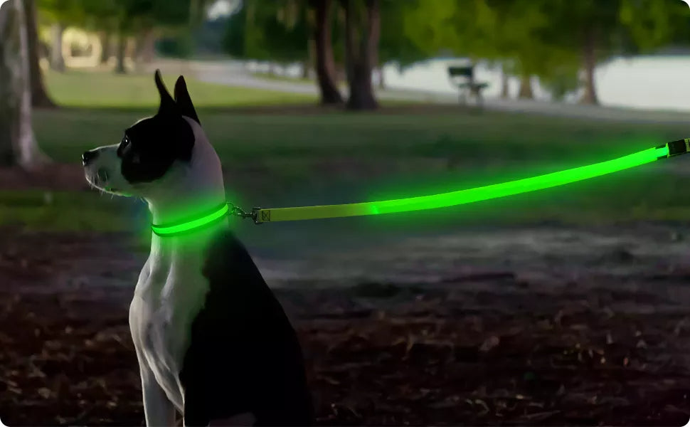 LED Light-Up Dog Leash