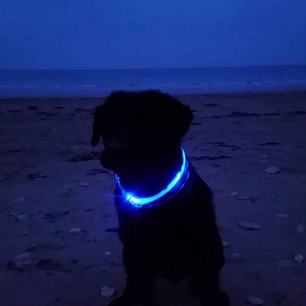 Basic LED Dog Collar